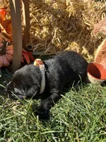 AKC Labrador Retriever , a male Labrador Retriever for sale in White Sulphur Springs, WV – 2 of 2