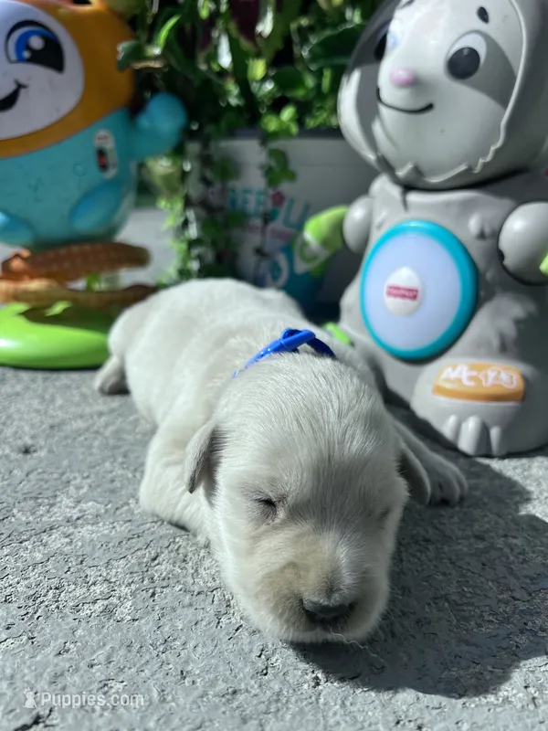 AKC Russian Cream Golden Retriever  – Golden Retriever puppy for sale in White Sulphur Springs, WV
