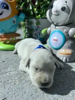 AKC Russian Cream Golden Retriever , a male Golden Retriever for sale in White Sulphur Springs, WV – 2 of 4