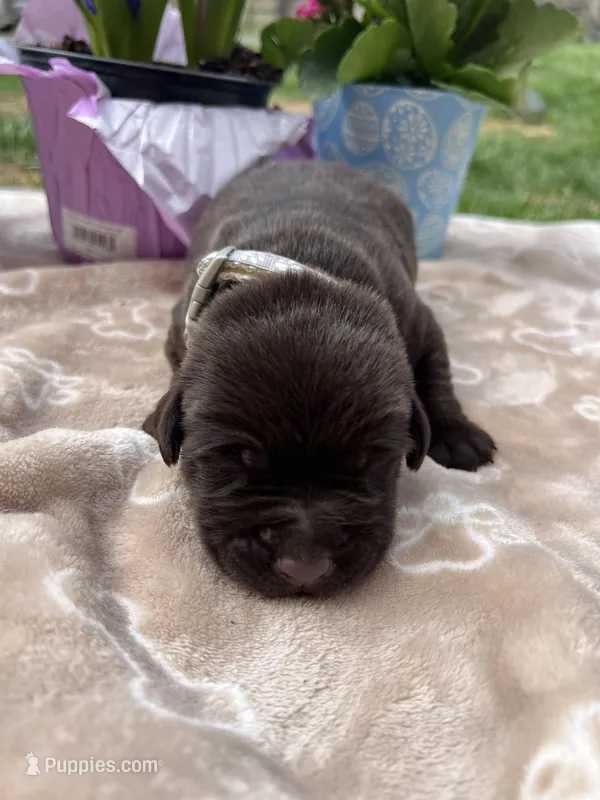 AKC Chocolate Labrador Retriever  – Labrador Retriever puppy for sale in White Sulphur Springs, WV