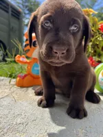 Ready to Go AKC Labrador Retriever , a male Labrador Retriever for sale in White Sulphur Springs, WV – 2 of 2