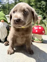 Ready to Go Home AKC Silver Labrador Retriever , a male Labrador Retriever for sale in White Sulphur Springs, WV – 1 of 2