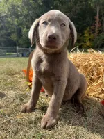 Discounted Ready to Go AKC Labrador Retriever , a male Labrador Retriever for sale in White Sulphur Springs, WV – 2 of 2