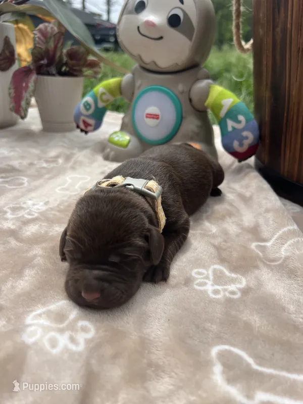 AKC Chocolate Labrador Retriever  – Labrador Retriever puppy for sale in White Sulphur Springs, WV