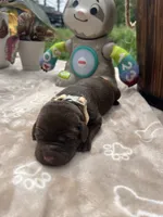 AKC Chocolate Labrador Retriever , a female Labrador Retriever for sale in White Sulphur Springs, WV – 1 of 2