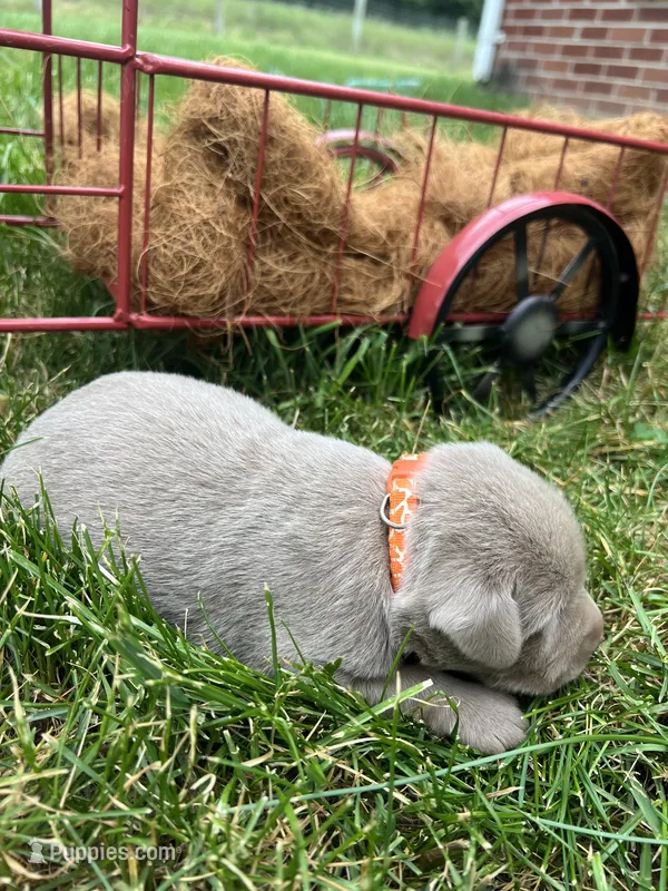 AKC Silver Labrador Retriever  – Labrador Retriever puppy for sale in White Sulphur Springs, WV