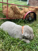 AKC Silver Labrador Retriever , a male Labrador Retriever for sale in White Sulphur Springs, WV – 1 of 2