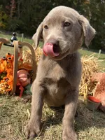 Discounted Ready to Go Home AKC Labrador Retriever , a male Labrador Retriever for sale in White Sulphur Springs, WV – 1 of 2