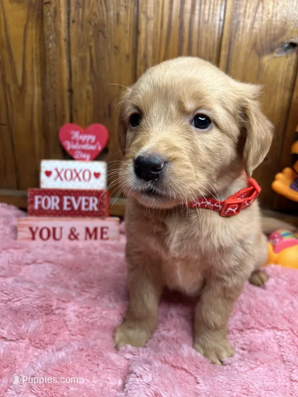 AKC Golden Retriever 