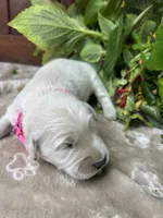 AKC Golden Retriever , a female Golden Retriever for sale in White Sulphur Springs, WV – 2 of 2