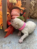 AKC Labrador Retriever , a female Labrador Retriever for sale in White Sulphur Springs, WV – 1 of 3