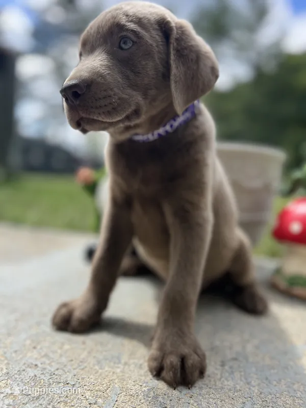 Ready to Go Silver Labrador Retriever  – Labrador Retriever puppy for sale in White Sulphur Springs, WV