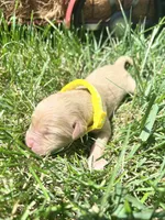 AKC Golden Retriever , a male Golden Retriever for sale in White Sulphur Springs, WV – 1 of 2