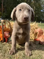Discounted Ready to Go AKC Labrador Retriever , a male Labrador Retriever for sale in White Sulphur Springs, WV – 1 of 2