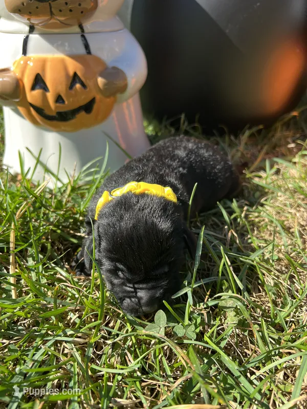 AKC Black Labrador Retriever  – Labrador Retriever puppy for sale in White Sulphur Springs, WV
