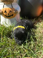 AKC Black Labrador Retriever , a male Labrador Retriever for sale in White Sulphur Springs, WV – 1 of 2