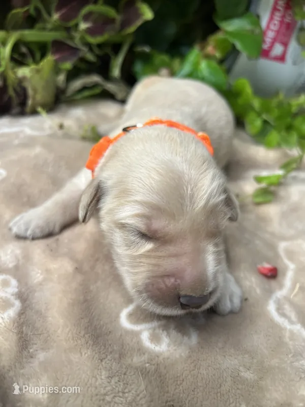AKC Golden Retriever  – Golden Retriever puppy for sale in White Sulphur Springs, WV