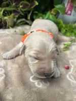 AKC Golden Retriever , a male Golden Retriever for sale in White Sulphur Springs, WV – 1 of 2