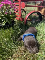 AKC Chocolate Labrador Retriever , a male Labrador Retriever for sale in White Sulphur Springs, WV – Photo 2 of 2