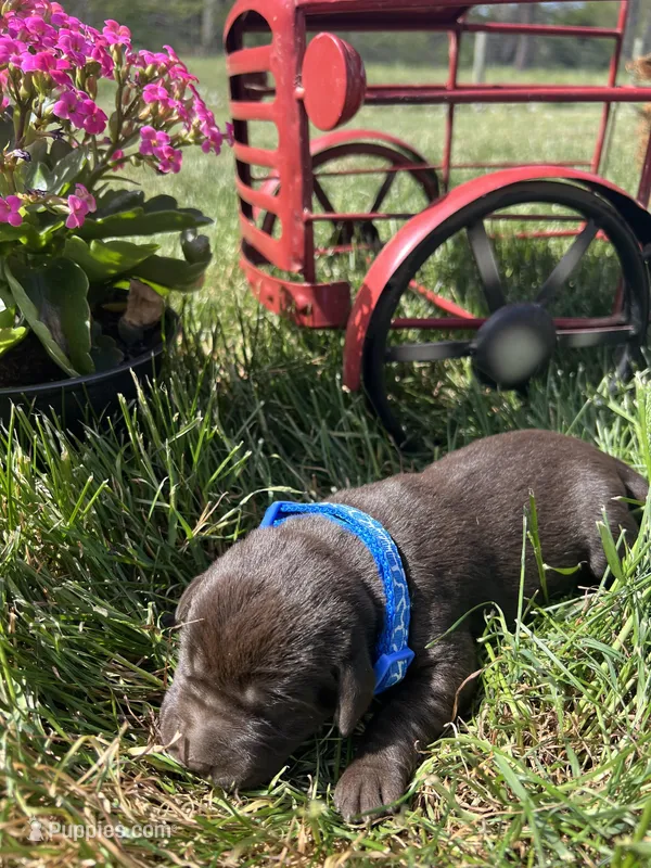 AKC Chocolate Labrador Retriever  – Labrador Retriever puppy for sale in White Sulphur Springs, WV