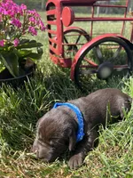 AKC Chocolate Labrador Retriever , a male Labrador Retriever for sale in White Sulphur Springs, WV – Photo 1 of 2