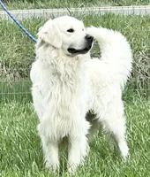 AKC Russian Cream Golden Retriever , a male Golden Retriever for sale in White Sulphur Springs, WV – 4 of 4