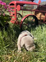 AKC Silver Labrador Retriever , a male Labrador Retriever for sale in White Sulphur Springs, WV – Photo 2 of 2