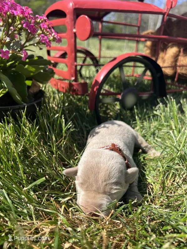 AKC Silver Labrador Retriever  – Labrador Retriever puppy for sale in White Sulphur Springs, WV