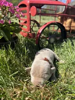 AKC Silver Labrador Retriever , a male Labrador Retriever for sale in White Sulphur Springs, WV – Photo 1 of 2