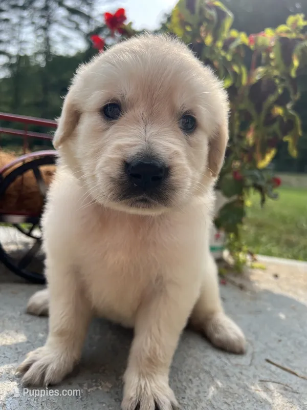 Ready to Go AKC Golden Retriever  – Golden Retriever puppy for sale in White Sulphur Springs, WV