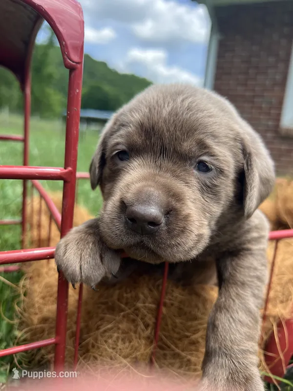AKC Silver Labrador Retriever  – Labrador Retriever puppy for sale in White Sulphur Springs, WV