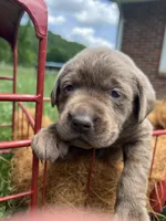 AKC Silver Labrador Retriever , a male Labrador Retriever for sale in White Sulphur Springs, WV – 1 of 2
