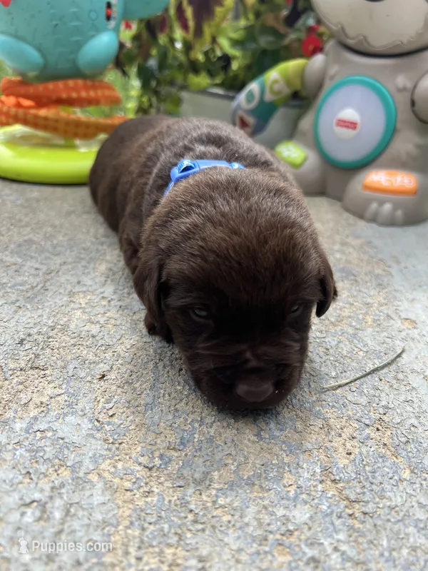 AKC Labrador Retriever  – Labrador Retriever puppy for sale in White Sulphur Springs, WV