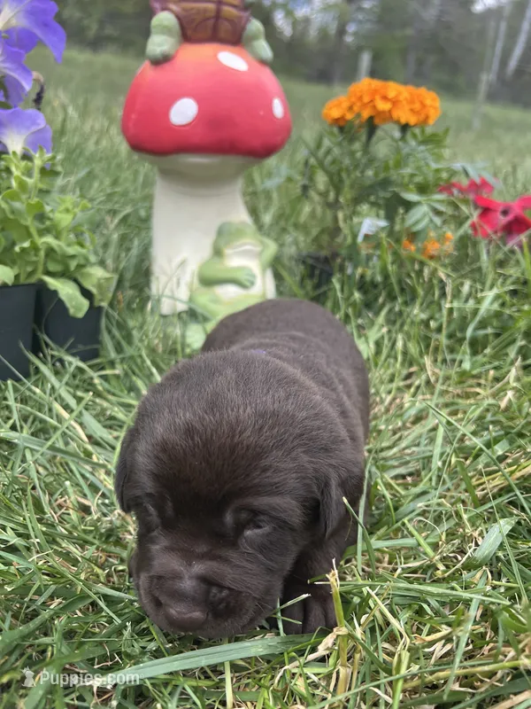 AKC Chocolate Labrador Retriever  – Labrador Retriever puppy for sale in White Sulphur Springs, WV