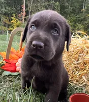 AKC Labrador Retriever , a female Labrador Retriever for sale in White Sulphur Springs, WV – 2 of 2