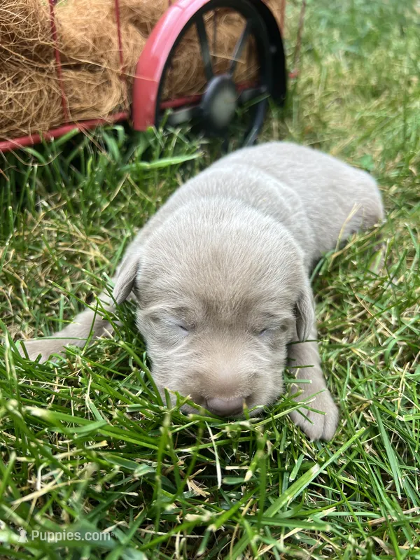 AKC Silver Labrador Retriever  – Labrador Retriever puppy for sale in White Sulphur Springs, WV