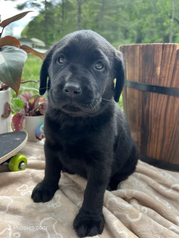 Ready to Go AKC Black Labrador Retriever  – Labrador Retriever puppy for sale in White Sulphur Springs, WV