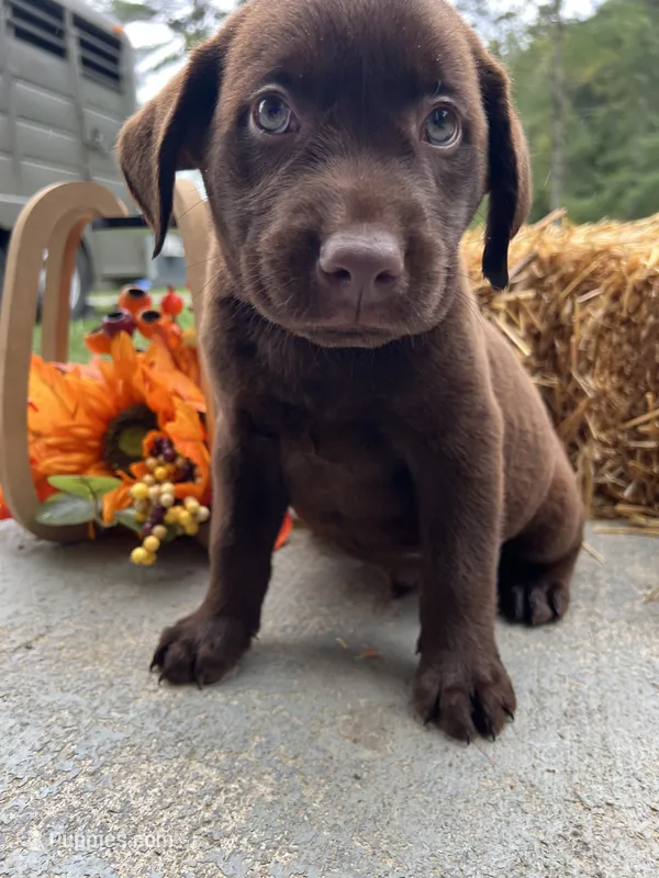 Ready to Go AKC Labrador Retriever  – Labrador Retriever puppy for sale in White Sulphur Springs, WV