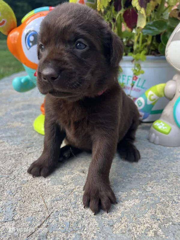 Ready to Go AKC Labrador Retriever  – Labrador Retriever puppy for sale in White Sulphur Springs, WV