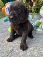 Ready to Go AKC Labrador Retriever , a female Labrador Retriever for sale in White Sulphur Springs, WV – 1 of 1