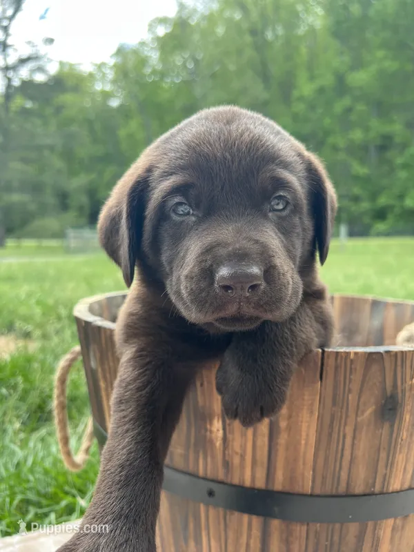AKC Chocolate Labrador Retriever  – Labrador Retriever puppy for sale in White Sulphur Springs, WV