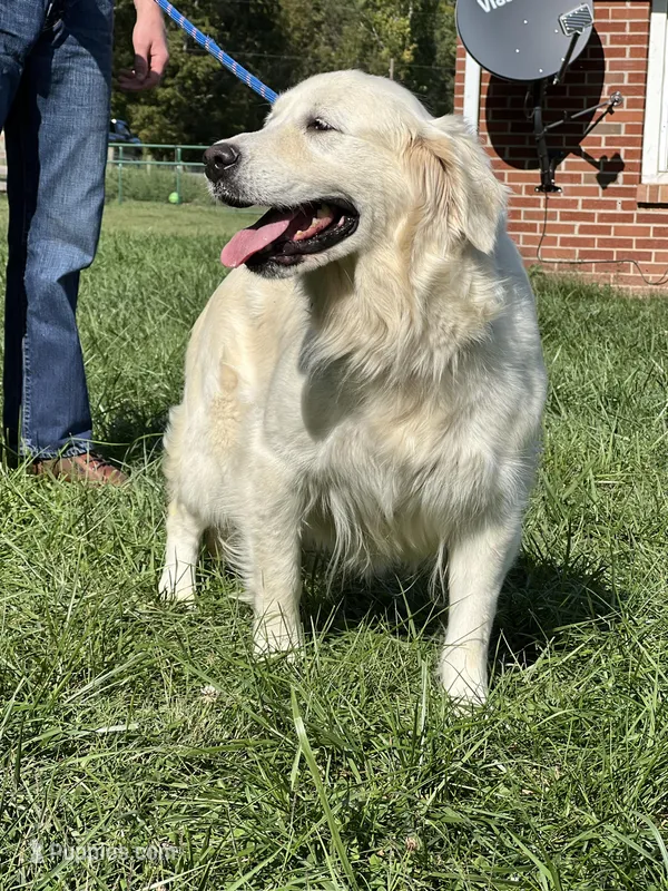 Expecting AKC Russian Cream Golden Retriever  – Golden Retriever puppy for sale in White Sulphur Springs, WV