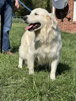 Expecting AKC Russian Cream Golden Retriever , a  Golden Retriever for sale in White Sulphur Springs, WV – Photo 1 of 4