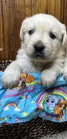 Expecting AKC Russian Cream Golden Retriever , a  Golden Retriever for sale in White Sulphur Springs, WV – Photo 4 of 4