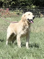 Expecting AKC Russian Cream Golden Retriever , a  Golden Retriever for sale in White Sulphur Springs, WV – Photo 3 of 4