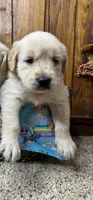 Expecting AKC Russian Cream Golden Retriever , a  Golden Retriever for sale in White Sulphur Springs, WV – Photo 2 of 4