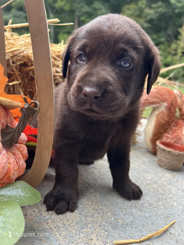 AKC Labrador Retriever  – Labrador Retriever puppy for sale in White Sulphur Springs, WV