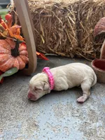 AKC Labrador Retriever , a female Labrador Retriever for sale in White Sulphur Springs, WV – 3 of 3