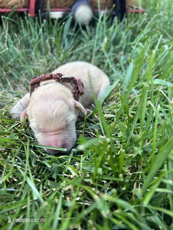 AKC Golden Retriever  – Golden Retriever puppy for sale in White Sulphur Springs, WV