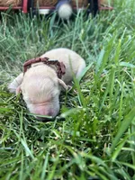 AKC Golden Retriever , a male Golden Retriever for sale in White Sulphur Springs, WV – 1 of 2